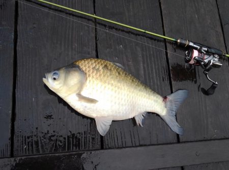 大安トラウトレイク 釣果